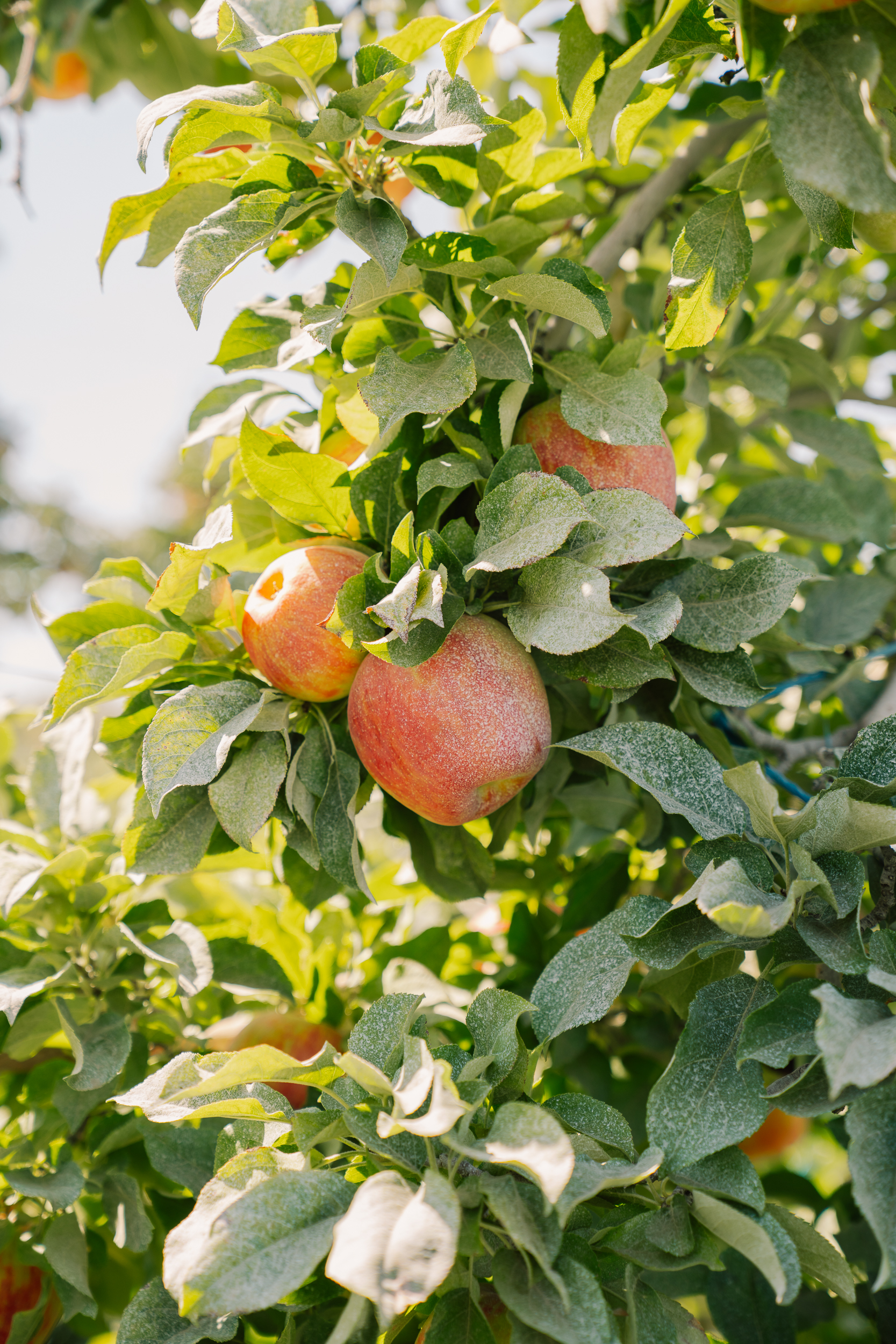 Ripe red apples hanging on the tree ready for harvest at Linda Fruit