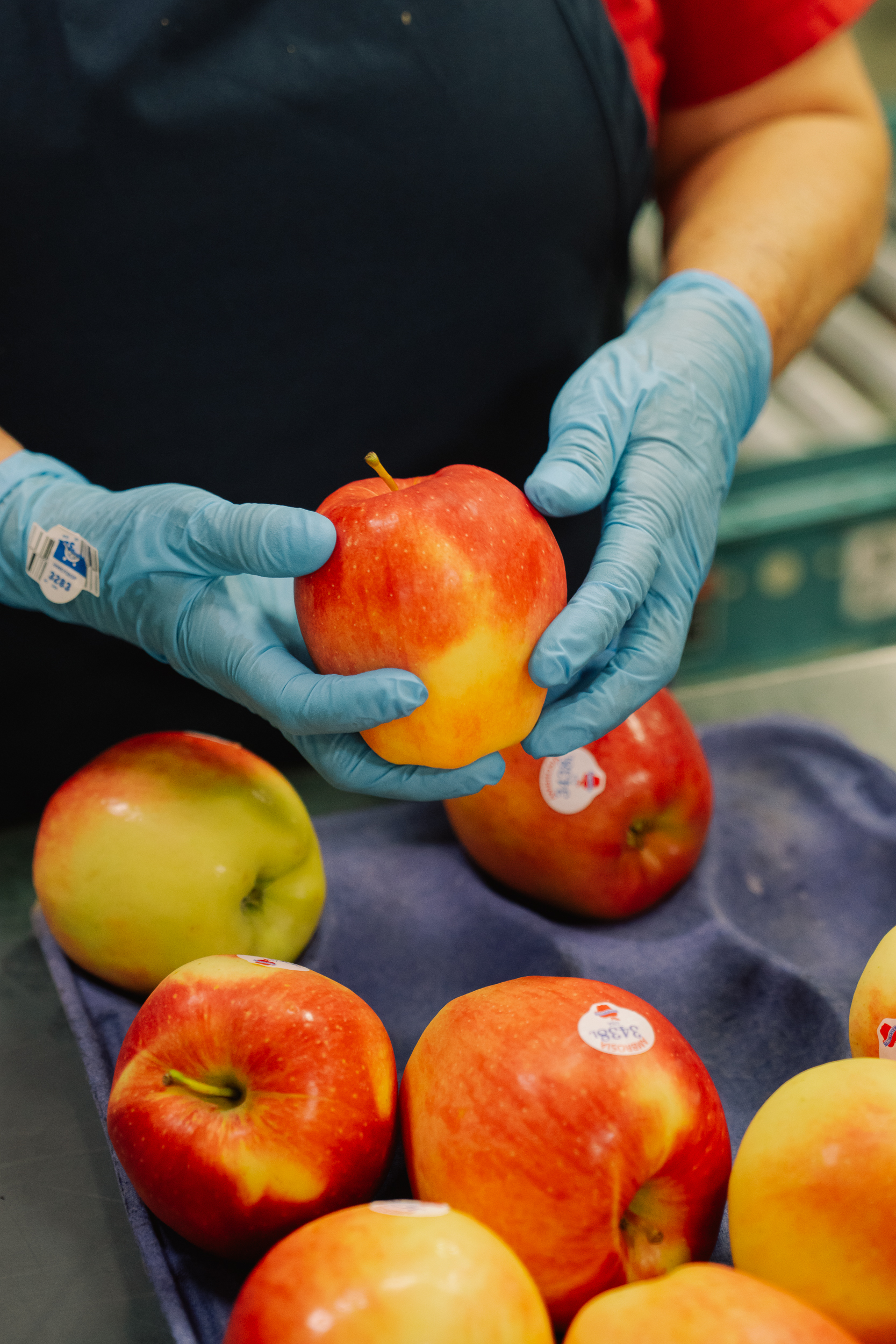 Packing house worker in gloves quality-checking a single apple with a sticker